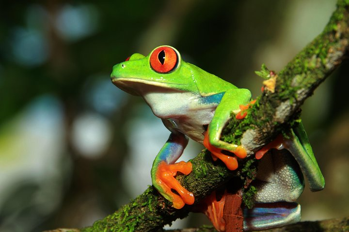 Red Eye Tree Frog 